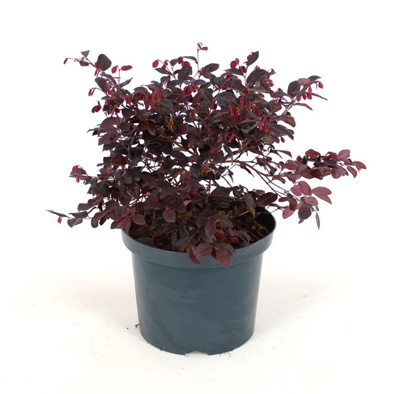 Loropetalum chinense rubrum - C12 60-80 CM